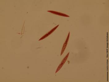 S073 10x.JPG